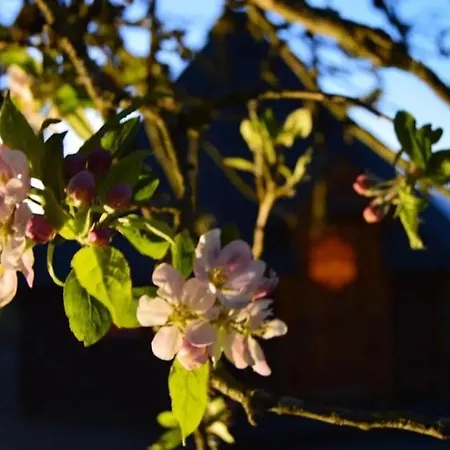 Apple Blossom Glamping Kilkenny