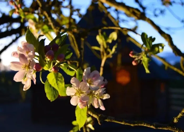 Apple Blossom Glamping キルケニー